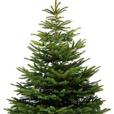 Christmas Tree - Nordman Fir
